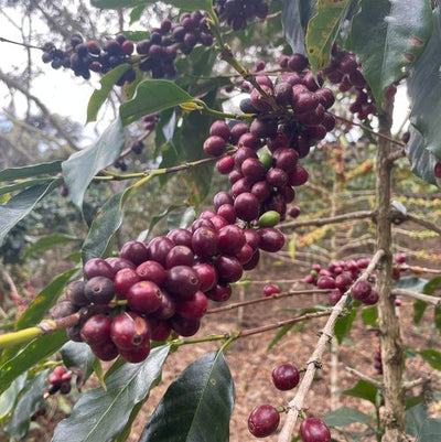 Peru Arabica Coffee -  200g/400g