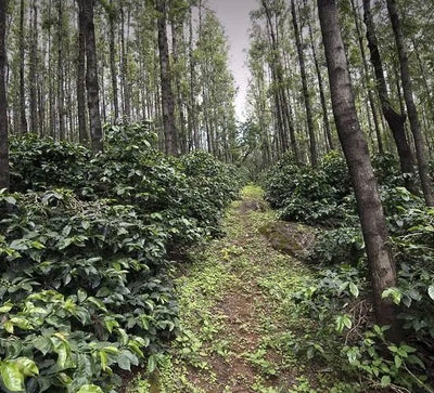Indian Pearl Mountain - Arabica Coffee 200g/400g