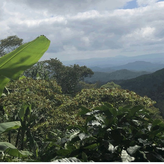 Nicaragua Finca Buena Vista  200g/400g