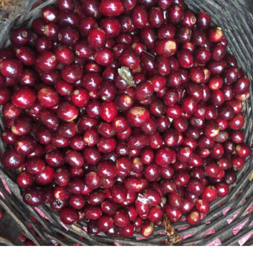 Nicaragua Finca Buena Vista  200g/400g