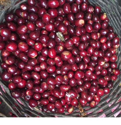 Nicaragua Finca Buena Vista  200g/400g
