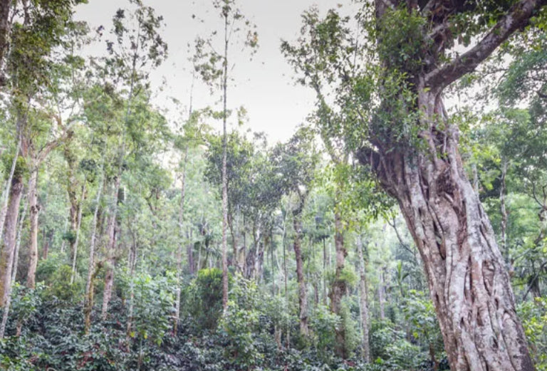 Monsoon Malabar - Arabica Coffee 200g/400g