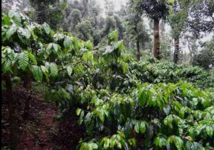 Monsoon Malabar - Arabica Coffee 200g/400g