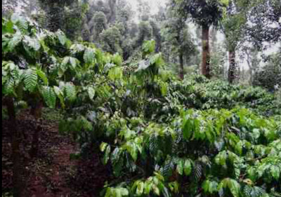 Monsoon Malabar - Arabica Coffee 200g/400g