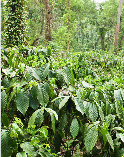 Monsoon Malabar - Arabica Coffee 200g/400g