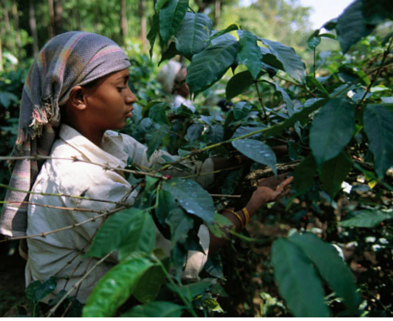 Monsoon Malabar - Arabica Coffee 200g/400g