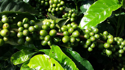 Peru Arabica Coffee -  200g/400g