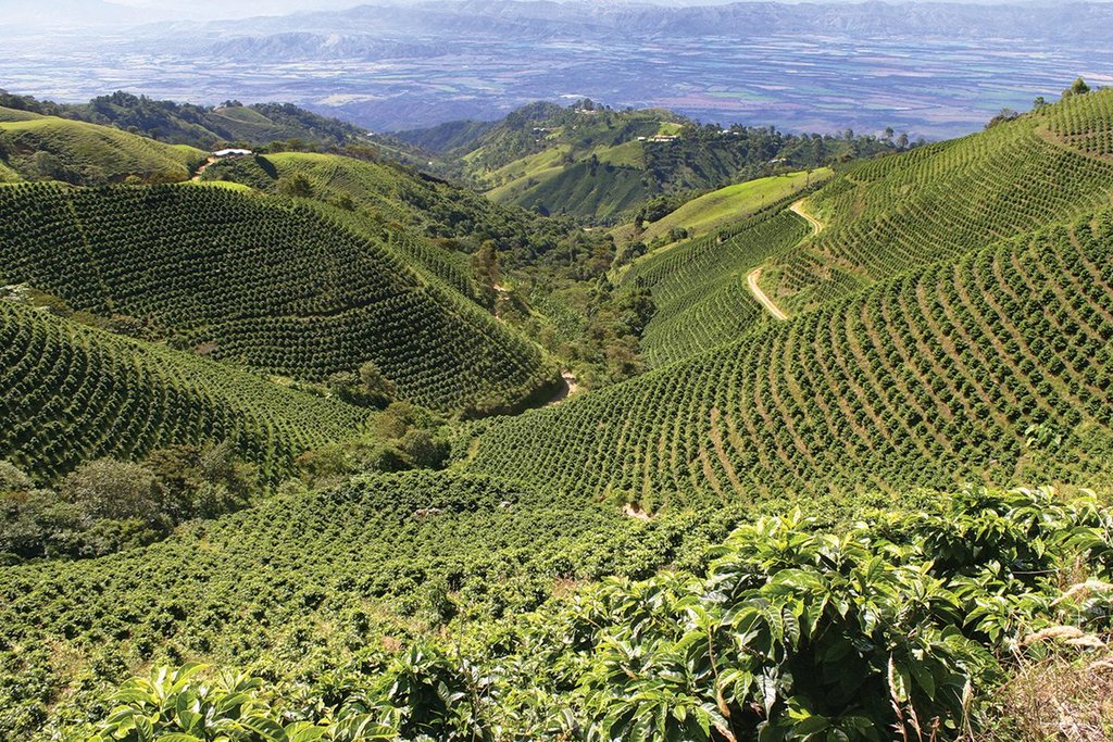 Peru Arabica Coffee -  200g/400g