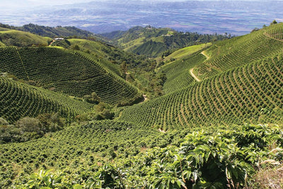 Peru Arabica Coffee -  200g/400g