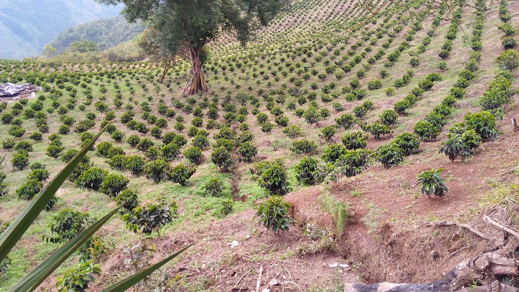 Bourbon Infused Columbian Arabica Coffee 100g/200g