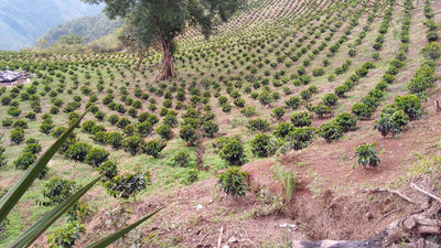 Bourbon Infused Columbian Arabica Coffee 100g/200g